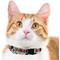 Show in main carousel: Pets First Satin Breakaway Cat Collar, 8 to 12-in neck, 1/2-in wide, Lsu slide 5 of 7
