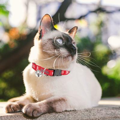 Show full view: Pets First Satin Breakaway Cat Collar, 8 to 12-in neck, 1/2-in wide, Nebraska slide 5 of 6