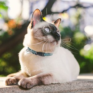Pets First Satin Breakaway Cat Collar, 8 to 12-in neck, 1/2-in wide, Philadelphia Eagles
