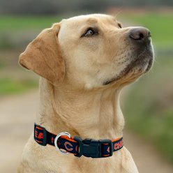 Pets First Satin Dog Collar, Chicago Bears, Large slide 2 of 5