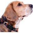Show in main carousel: Pets First Satin Dog Collar, Chicago Bears, Small slide 4 of 6