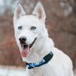 Show in main carousel: Pets First Satin Dog Collar, Detroit Lions, X-Large slide 5 of 6