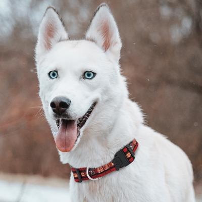 Show full view: Pets First Satin Dog Collar, San Francisco 49ers, X-Large slide 5 of 6