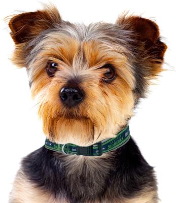 Show full view: Pets First Satin Dog Collar, Seattle Seahawks, Medium slide 6 of 7