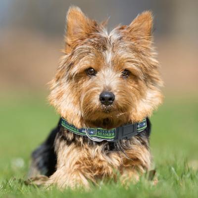 Show full view: Pets First Satin Dog Collar, Seattle Seahawks, Small slide 5 of 7