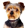 Show in main carousel: Pets First Satin Nylon Dog Collar, Atlanta Falcons, Large slide 4 of 5