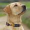 Show in main carousel: Pets First Satin Nylon Dog Collar, Minnesota Vikings, Large slide 5 of 6