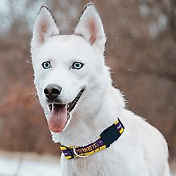 Pets First Satin Nylon Dog Collar, Minnesota Vikings, X-Large slide 2 of 5