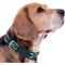 Show in main carousel: Pets First Satin Nylon Dog Collar, New York Jets, Medium slide 4 of 6