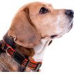 Show in main carousel: Pets First Satin Nylon Standard Dog Collar, Cincinnati Bengals, Large: 14 to 24-in neck, 1-in wide slide 4 of 6