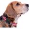 Show in main carousel: Pets First Satin Nylon Standard Dog Collar, Clemson, Large: 14 to 24-in neck, 1-in wide slide 4 of 6
