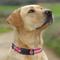 Show in main carousel: Pets First Satin Nylon Standard Dog Collar, Clemson, Large: 14 to 24-in neck, 1-in wide slide 5 of 6