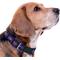 Show in main carousel: Pets First Satin Nylon Standard Dog Collar, Colorado Avalanche, Large: 14 to 24-in neck, 1-in wide slide 4 of 6