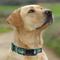 Show in main carousel: Pets First Satin Nylon Standard Dog Collar, Dallas Stars, Large: 14 to 24-in neck, 1-in wide slide 5 of 6