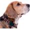 Show in main carousel: Pets First Satin Nylon Standard Dog Collar, Indiana, Large: 14 to 24-in neck, 1-in wide slide 4 of 6