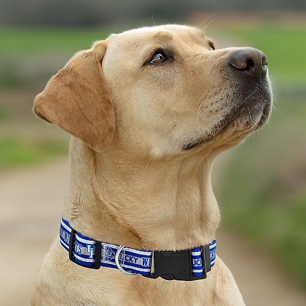 Show full view: Pets First Satin Nylon Standard Dog Collar, Kentucky, Small: 6 to 12-in neck, 3/8-in wide slide 5 of 6