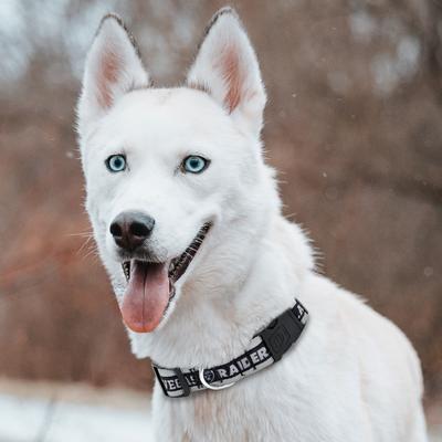 Show full view: Pets First Satin Nylon Standard Dog Collar, Las Vegas Raiders, X-Large: 22 to 32-in neck, 1.25-in wide slide 4 of 6