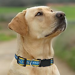 Pets First Satin Nylon Standard Dog Collar, Los Angeles Chargers, Large: 14 to 24-in neck, 1-in wide slide 2 of 5