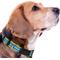 Show in main carousel: Pets First Satin Nylon Standard Dog Collar, Los Angeles Chargers, Large: 14 to 24-in neck, 1-in wide slide 4 of 6