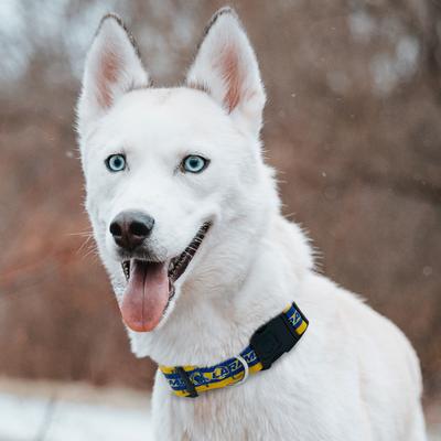 Show full view: Pets First Satin Nylon Standard Dog Collar, Los Angeles Rams, X-Large: 22 to 32-in neck, 1.25-in wide slide 5 of 6