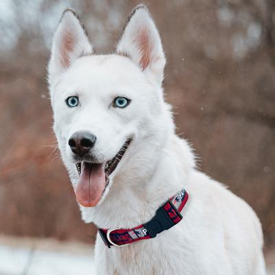 Show full view: Pets First Satin Nylon Standard Dog Collar, New England Patriots, X-Large: 22 to 32-in neck, 1.25-in wide slide 6 of 7