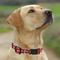 Show in main carousel: Pets First Satin Nylon Standard Dog Collar, Ohio State, Small: 6 to 12-in neck, 3/8-in wide slide 5 of 6