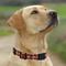 Show in main carousel: Pets First Satin Nylon Standard Dog Collar, Oklahoma, Small: 6 to 12-in neck, 3/8-in wide slide 6 of 7