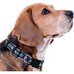 Show in main carousel: Pets First Satin Nylon Standard Dog Collar, Penn State, Small: 6 to 12-in neck, 3/8-in wide slide 4 of 6