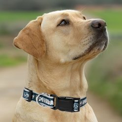 Pets First Satin Nylon Standard Dog Collar, Philadelphia Eagles, Medium: 10 to 16-in neck, 5/8-in wide slide 2 of 5
