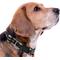Show in main carousel: Pets First Satin Nylon Standard Dog Collar, Purdue, Large: 14 to 24-in neck, 1-in wide slide 4 of 6