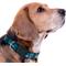 Show in main carousel: Pets First Satin Nylon Standard Dog Collar, San Jose Sharks, Large: 14 to 24-in neck, 1-in wide slide 3 of 6