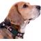 Show in main carousel: Pets First Satin Nylon Standard Dog Collar, South Carolina, Small: 6 to 12-in neck, 3/8-in wide slide 4 of 6
