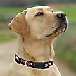 Show in main carousel: Pets First Satin Nylon Standard Dog Collar, South Carolina, Small: 6 to 12-in neck, 3/8-in wide slide 5 of 6