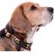 Show in main carousel: Pets First Satin Nylon Standard Dog Collar, Tennessee, Small: 6 to 12-in neck, 3/8-in wide slide 4 of 6