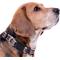 Show in main carousel: Pets First Satin Nylon Standard Dog Collar, Texas A & M, Large: 14 to 24-in neck, 1-in wide slide 4 of 6