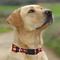 Show in main carousel: Pets First Satin Nylon Standard Dog Collar, VA Tech, Medium: 10 to 16-in neck, 5/8-in wide slide 5 of 6