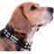 Show in main carousel: Pets First Satin Nylon Standard Dog Collar, West Virginia, Large: 14 to 24-in neck, 1-in wide slide 4 of 6
