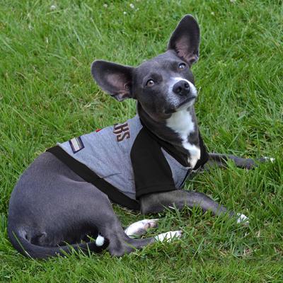 Show full view: Pets First Sport Team Dog & Cat Hoodie T-Shirt, Arizona Diamondbacks, X-Small slide 4 of 6