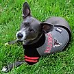 Show in main carousel: Pets First Sport Team Dog & Cat Hoodie T-Shirt, Atlanta Falcons, X-Small slide 3 of 6