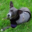 Show in main carousel: Pets First Sport Team Dog & Cat Hoodie T-Shirt, Baltimore Ravens, Large slide 3 of 6