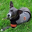 Show in main carousel: Pets First Sport Team Dog & Cat Hoodie T-Shirt, Cincinnati Bengals, Large slide 3 of 6