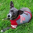Show in main carousel: Pets First Sport Team Dog & Cat Hoodie T-Shirt, Nebraska, Medium slide 2 of 6
