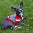 Show in main carousel: Pets First Sport Team Dog & Cat Hoodie T-Shirt, Nebraska, Medium slide 3 of 6