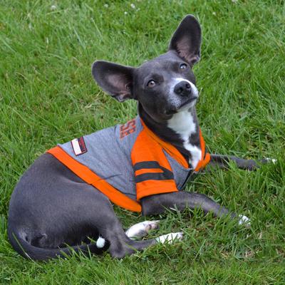 Show full view: Pets First Sport Team Dog & Cat Hoodie T-Shirt, Syracuse, Large slide 4 of 6