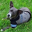 Show in main carousel: Pets First Sport Team Dog & Cat Hoodie T-Shirt, Tennessee Titans, Medium slide 3 of 6