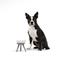 Show in main carousel: Pets So Good Oreo Pet Table Stainless Steel Dog & Cat Bowl, Grey/White, Medium: 4-cup slide 2 of 2