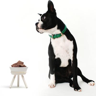 Show full view: Pets So Good Oreo Pet Table Stainless Steel Dog & Cat Bowl, White, Medium: 4-cup slide 2 of 4