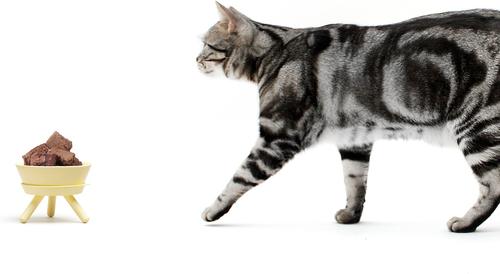 Show full view: Pets So Good Oreo Table Dog & Cat Bowl, Lemon Yellow, Medium slide 3 of 6