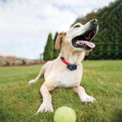 Show full view: PetSafe Basic In-Ground Fence System slide 8 of 12