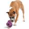 Show in main carousel: PetSafe Busy Buddy Barnacle Treat Dispenser Tough Dog Chew Toy, Large slide 3 of 10